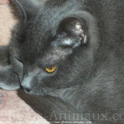 Photo de Chartreux