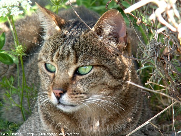 Photo de Chat domestique