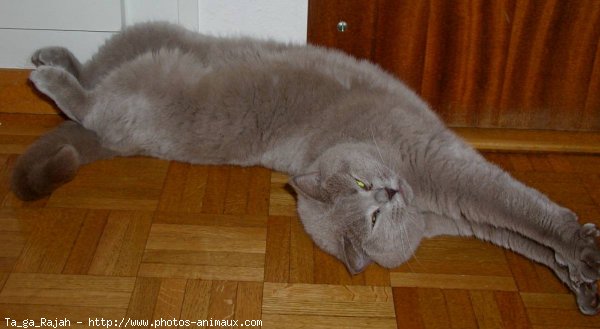 Photo de British shorthair