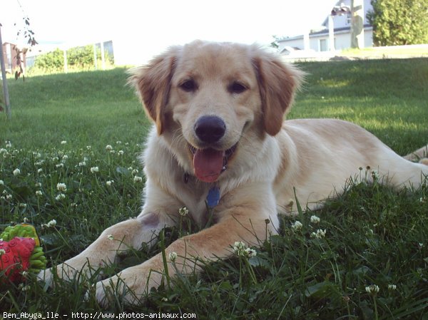 Photo de Golden retriever