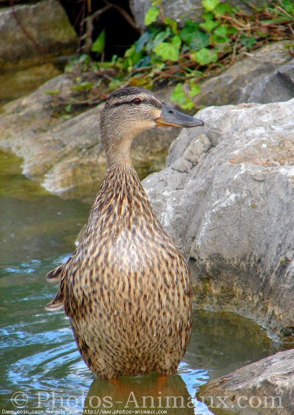 Photo de Canard