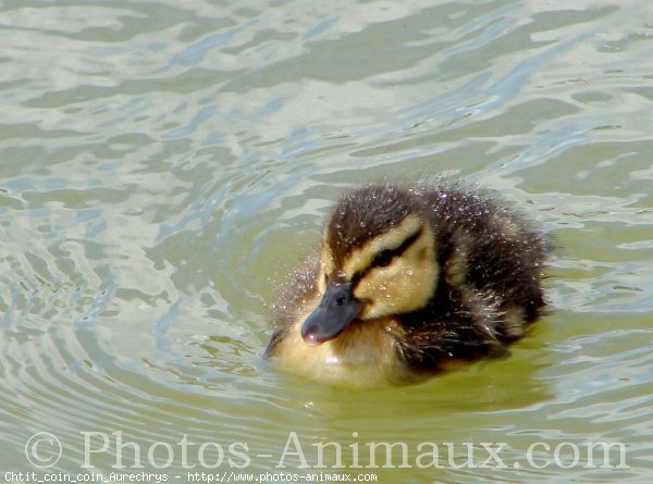 Photo de Canard