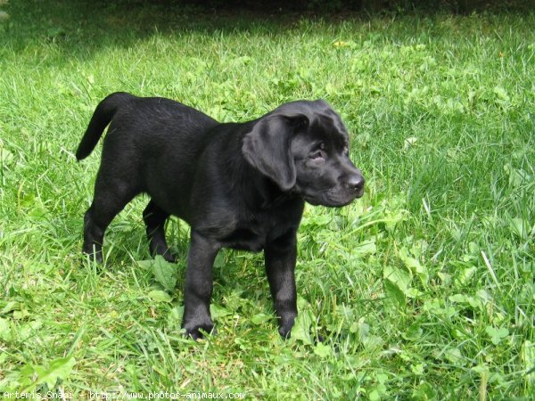 Photo de Labrador retriever