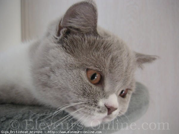 Photo de British shorthair