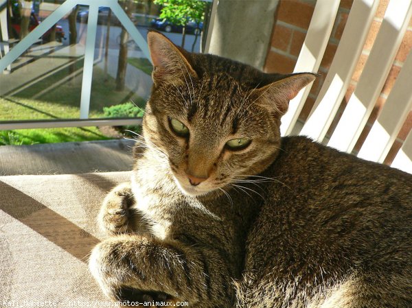 Photo d'Ocicat