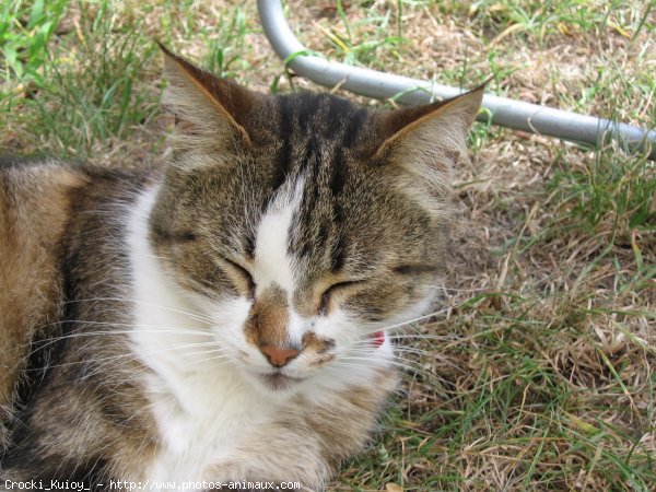 Photo de Chat domestique