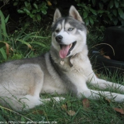 Photo de Husky siberien