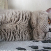 Photo de British shorthair