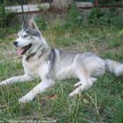 Photo de Husky siberien