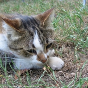 Photo de Chat domestique