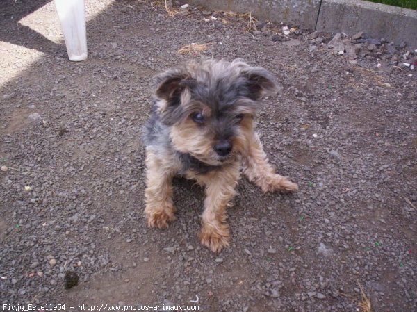 Photo de Yorkshire terrier