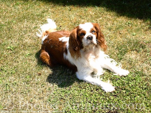 Photo de Cavalier king charles spaniel