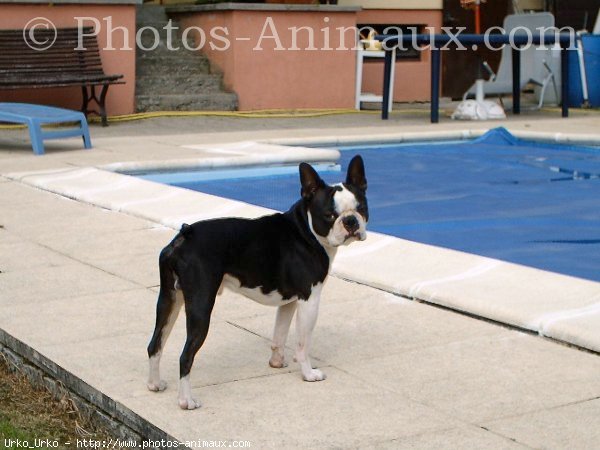 Photo de Boston terrier