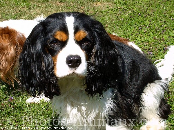 Photo de Cavalier king charles spaniel