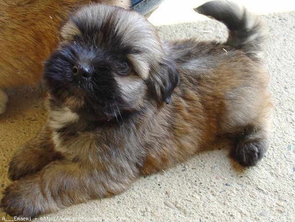 Photo de Lhassa apso