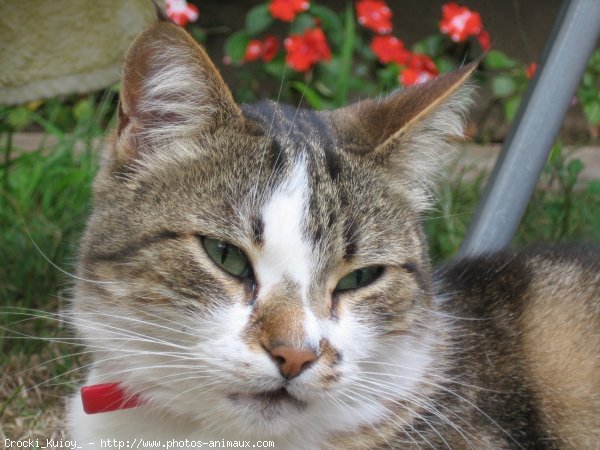 Photo de Chat domestique