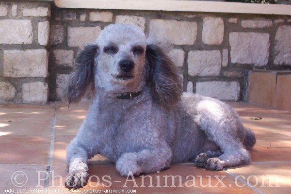 Photo de Caniche moyen