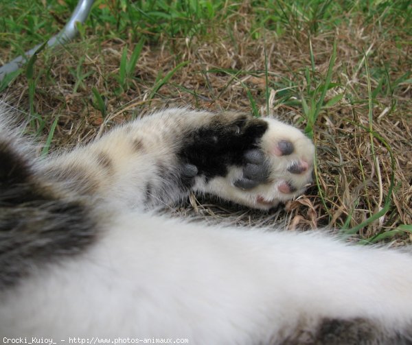 Photo de Chat domestique