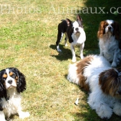 Photo de Cavalier king charles spaniel