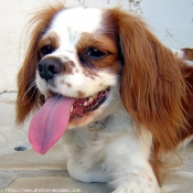 Photo de Cavalier king charles spaniel