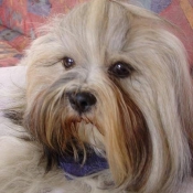 Photo de Lhassa apso