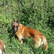 Photo de Berger belge malinois