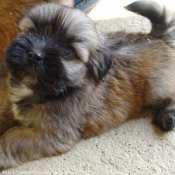 Photo de Lhassa apso