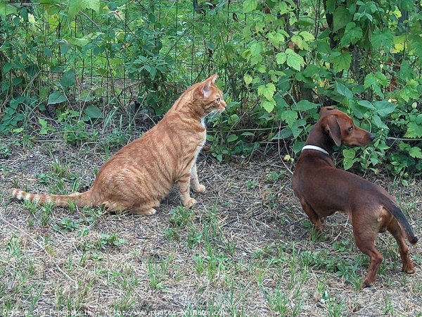 Photo de Races diffrentes