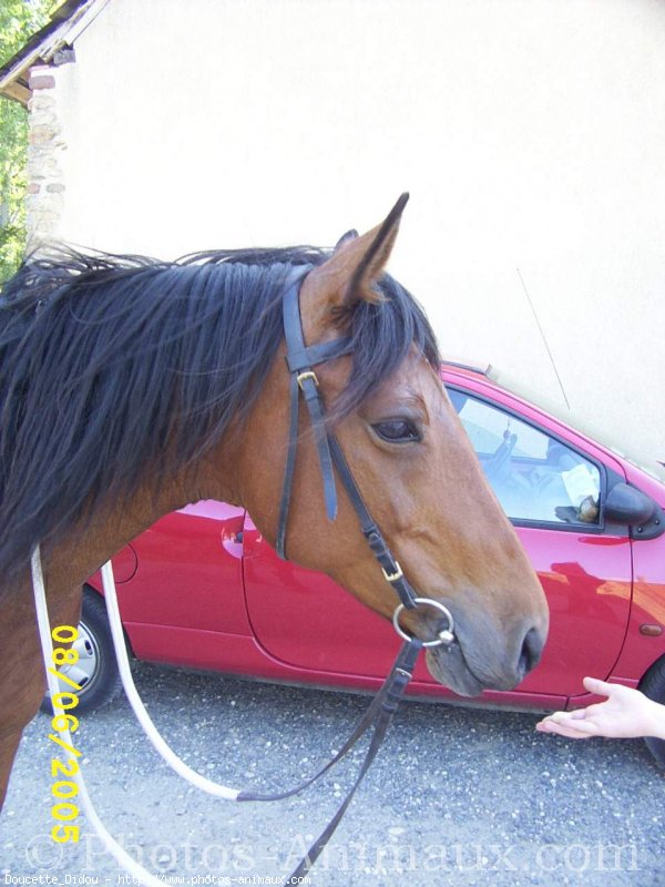 Photo de Poney franais de selle