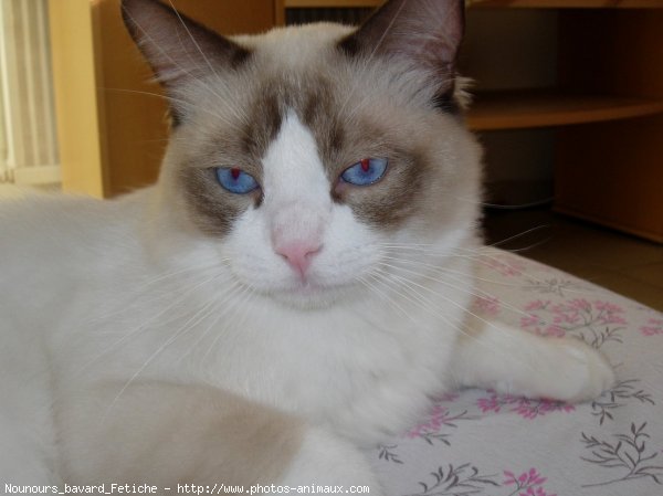 Photo de Ragdoll