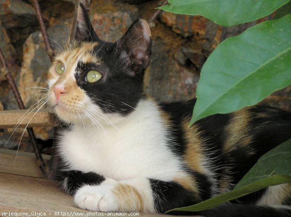 Photo de Chat domestique