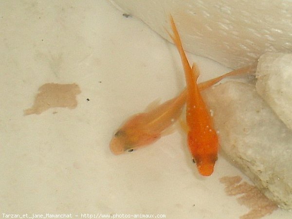 Photo de Poissons rouges