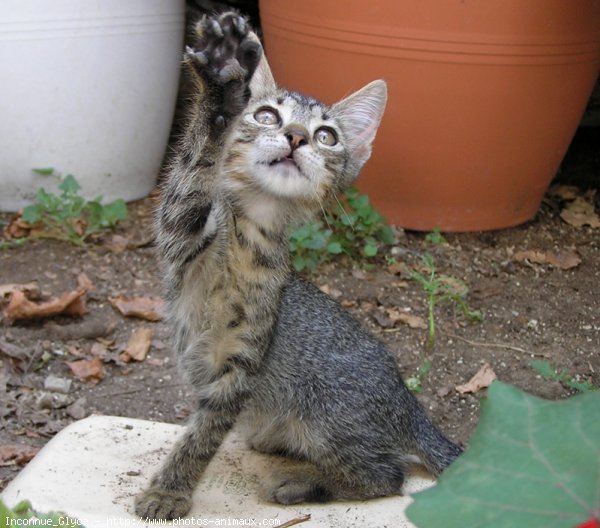 Photo de Chat domestique