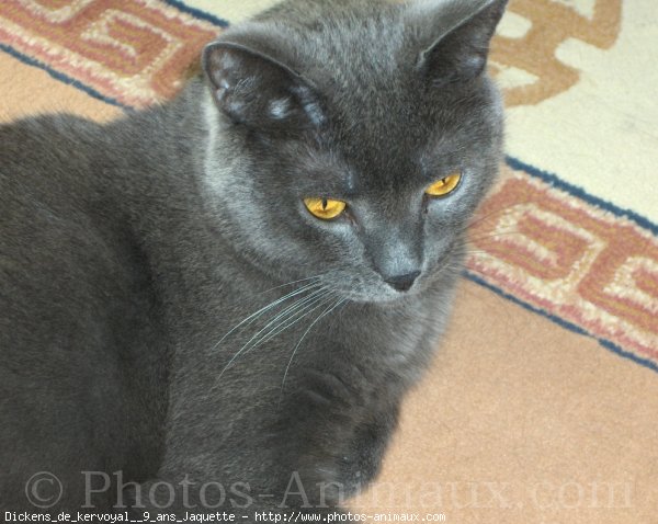 Photo de Chartreux