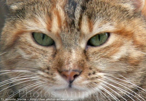 Photo de Chat domestique