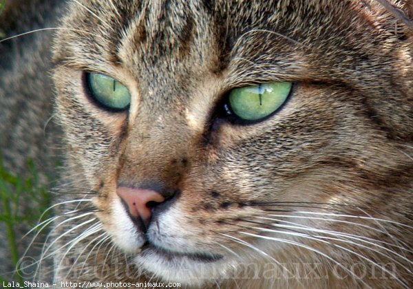 Photo de Chat domestique