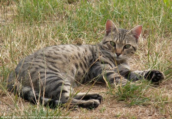 Photo de Chat domestique