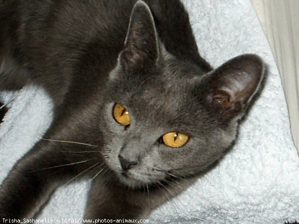 Photo de Chartreux