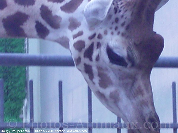 Photo de Girafe