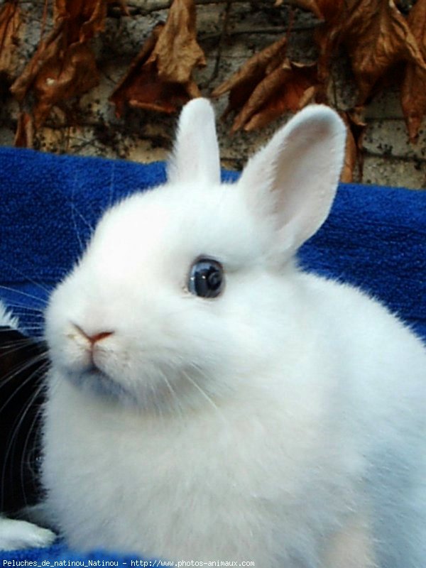 Photo de Lapin