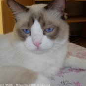 Photo de Ragdoll