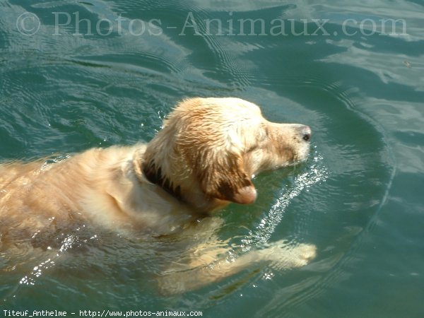 Photo de Golden retriever