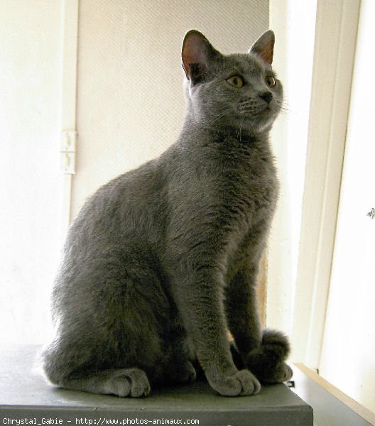 Photo de Chartreux