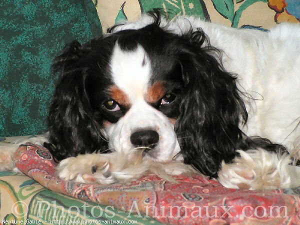 Photo de Cavalier king charles spaniel