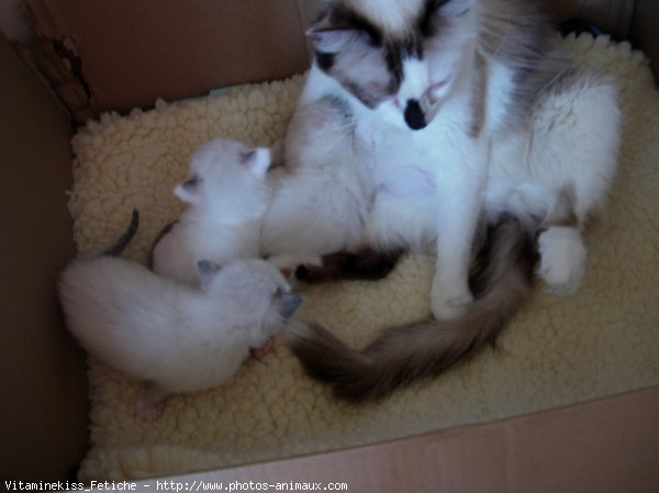 Photo de Ragdoll