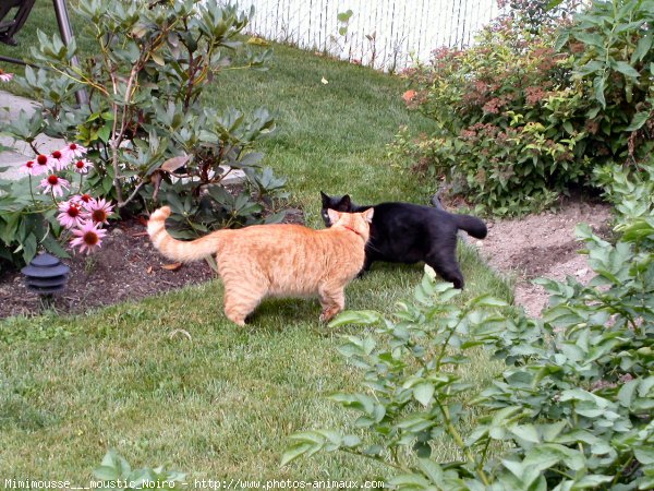 Photo de Chat domestique