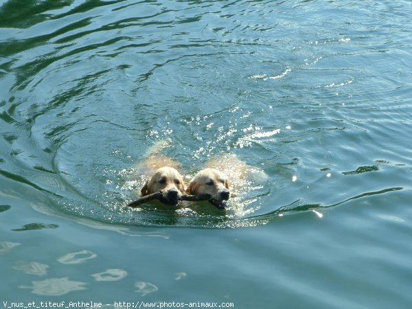 Photo de Golden retriever