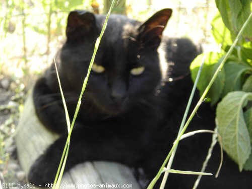 Photo de Chat domestique