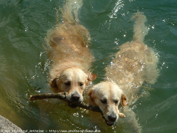 Photo de Golden retriever