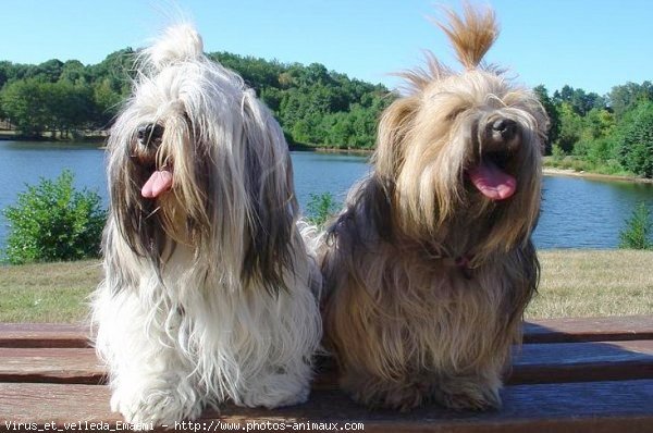 Photo de Lhassa apso